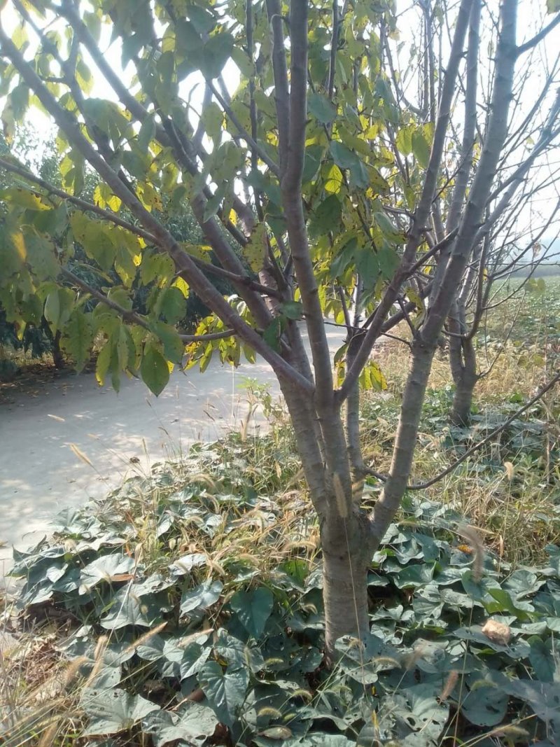 桃树，梨树，杏树，品种齐全，3---10公分