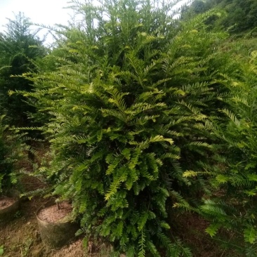 精品红豆杉