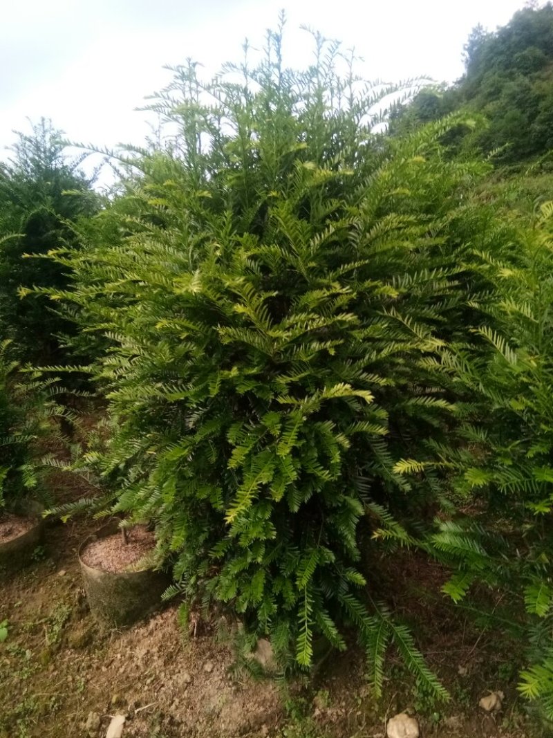 精品红豆杉