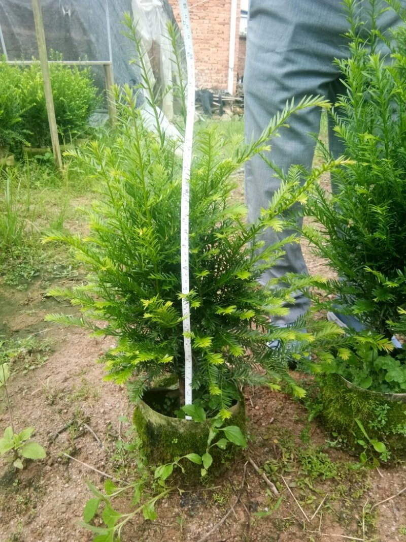 精品红豆杉