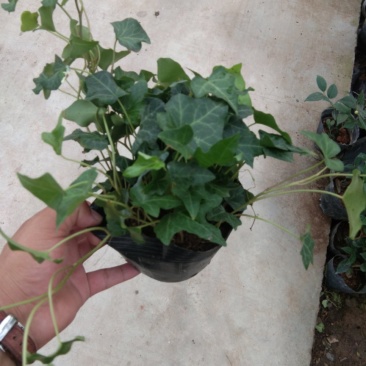 常春藤绿植鲜花室内盆栽吊兰植物