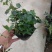常春藤绿植鲜花室内盆栽吊兰植物