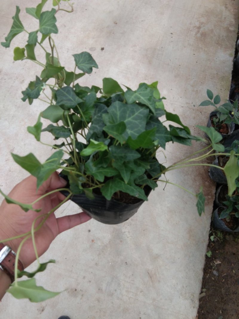 常春藤绿植鲜花室内盆栽吊兰植物