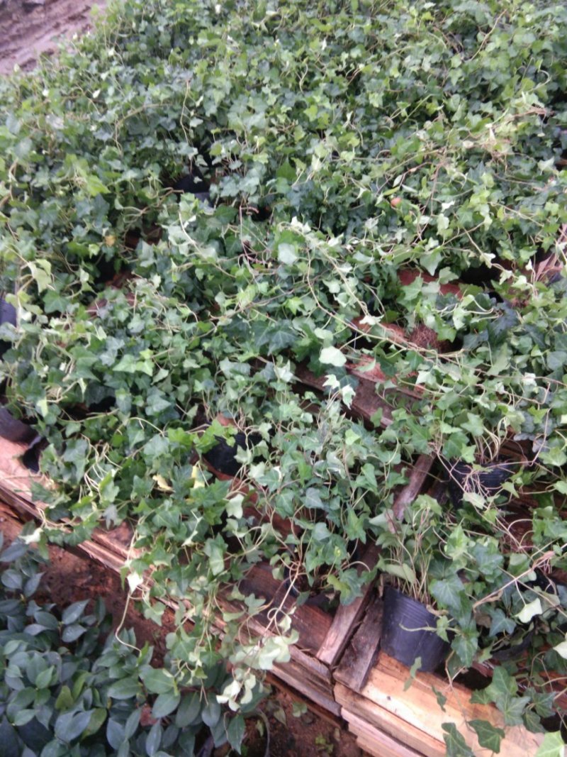 常春藤绿植鲜花室内盆栽吊兰植物