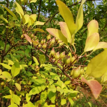 连翘树