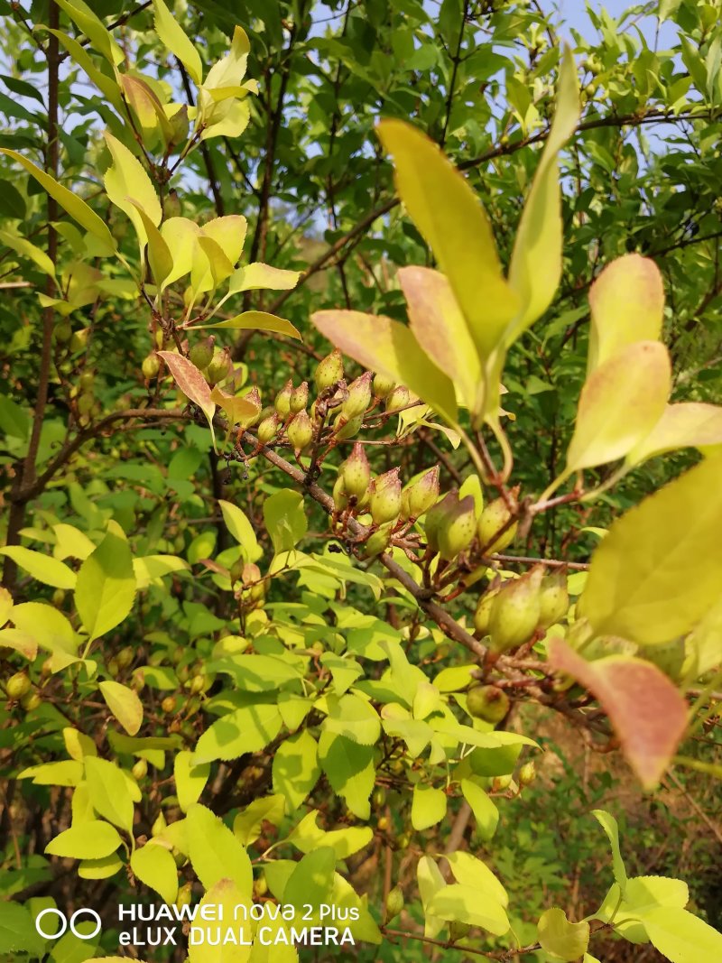连翘树