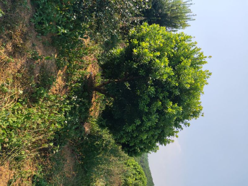 精品乌梅，精品东魁丛生杨断根梅树杨梅苗出售