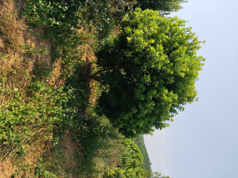 精品乌梅，精品东魁丛生杨断根梅树杨梅苗出售