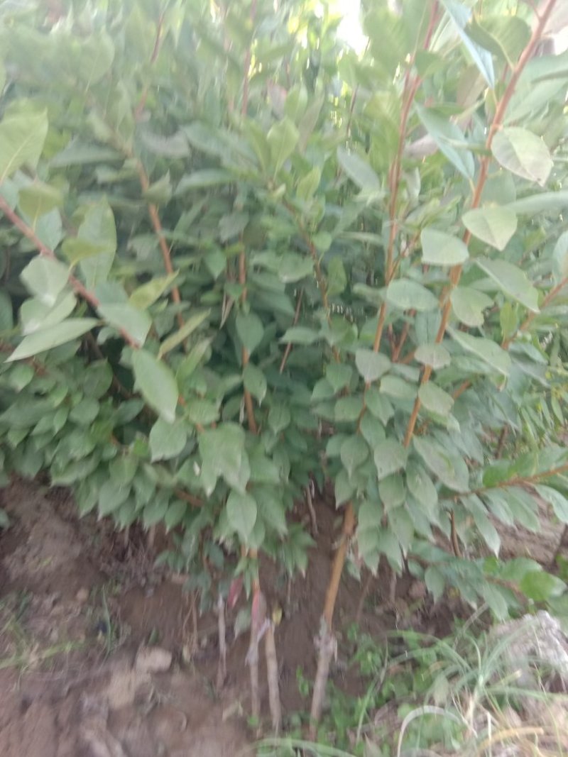 风味玫瑰皇后李子苗，包品种
