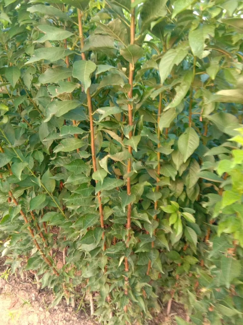 风味玫瑰皇后李子苗，包品种