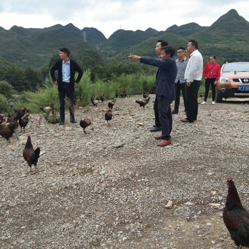 一品香生态土鸡，