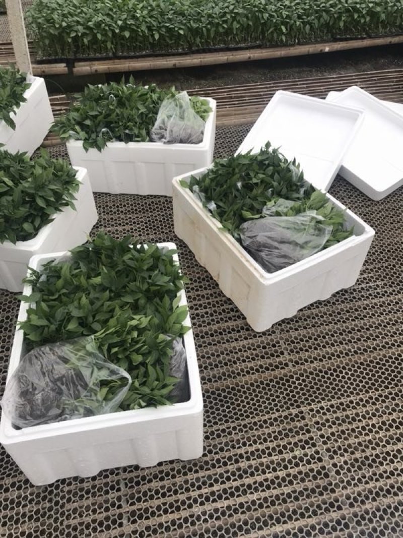 线椒苗螺丝椒苗辣椒苗尖椒苗薄皮椒苗牛角椒苗