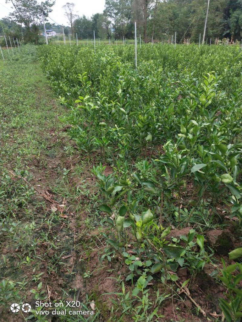 四川柑桔苗，简阳柑桔苗，正中阳香橙砧沃柑苗技术支持