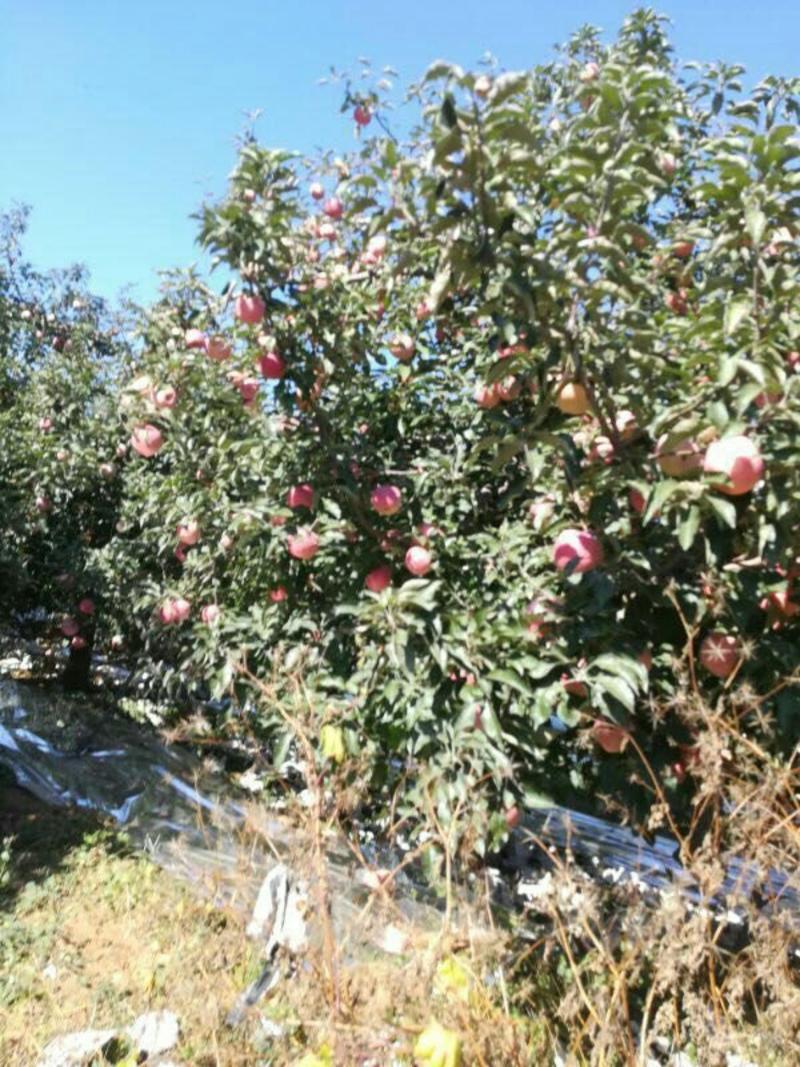 富士苹果寒富苹果王琳苹果