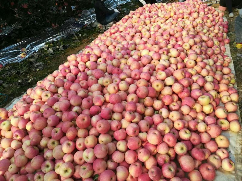 富士苹果寒富苹果王琳苹果