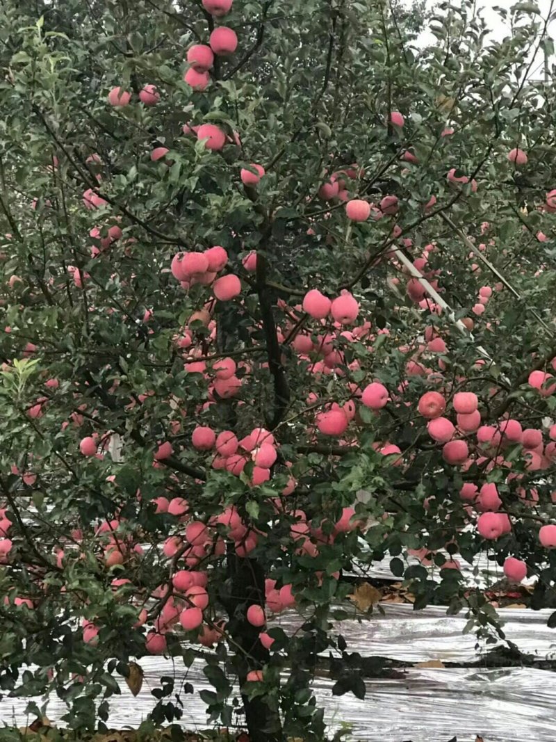 富士苹果寒富苹果王琳苹果