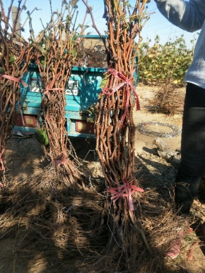 巨峰葡萄苗2年苗玫瑰香葡萄苗