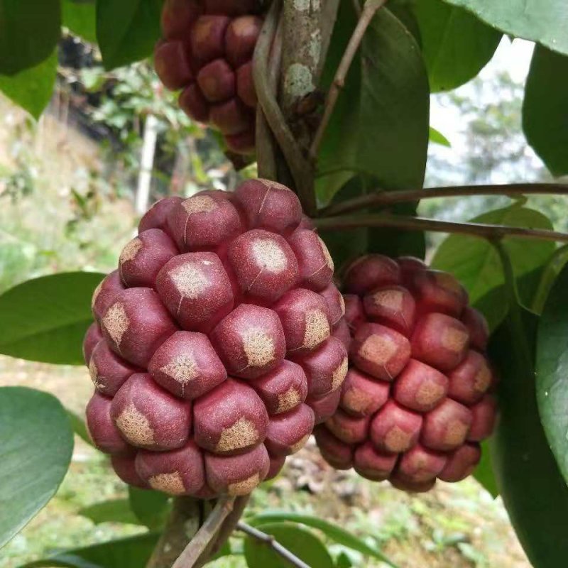 黑老虎