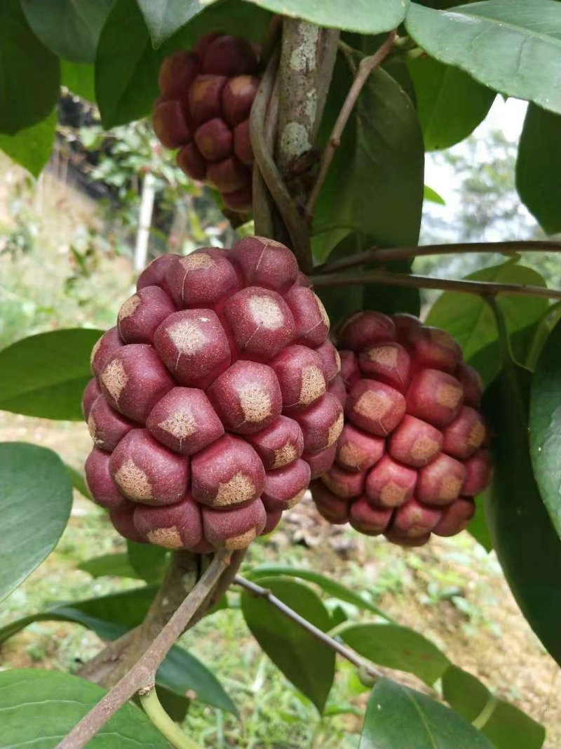 黑老虎