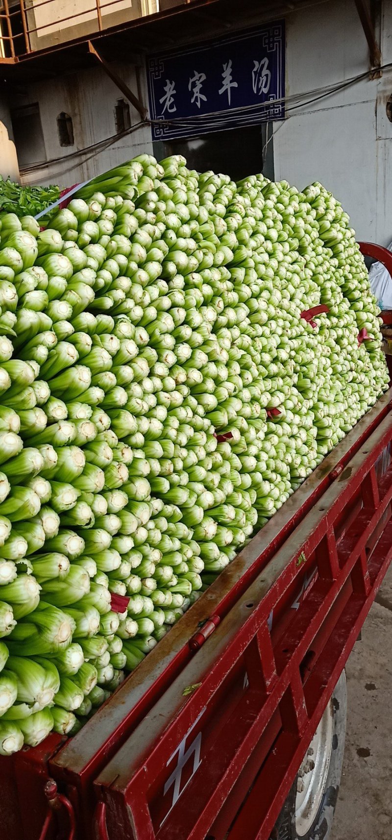 法国皇后精品皇妃芹菜量大从优