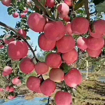 宜川红富士，黄土高原苹果