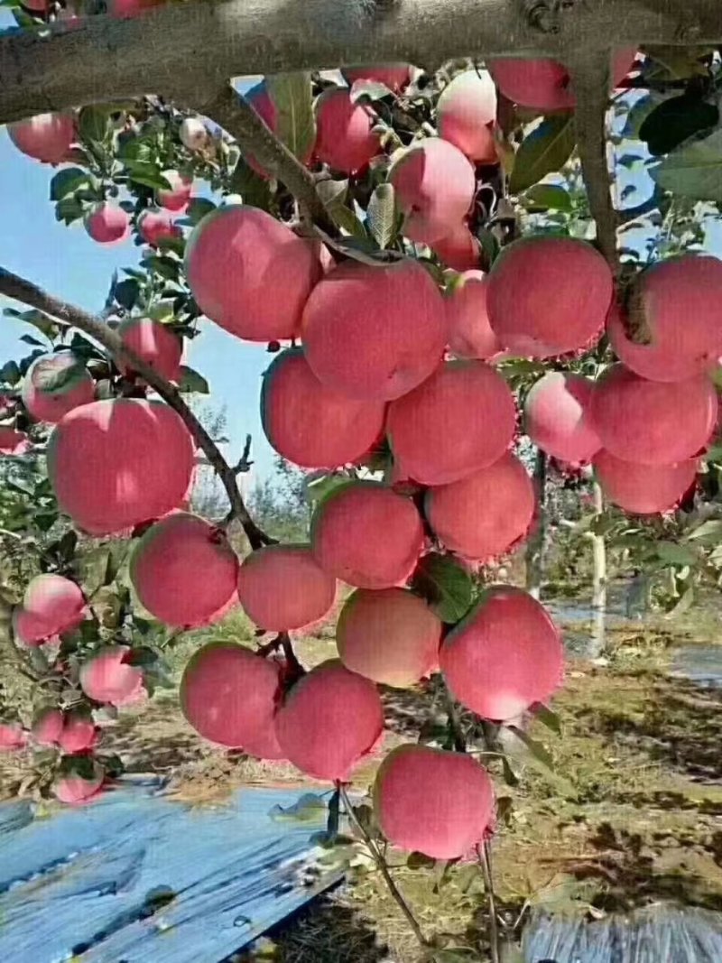 宜川红富士，黄土高原苹果