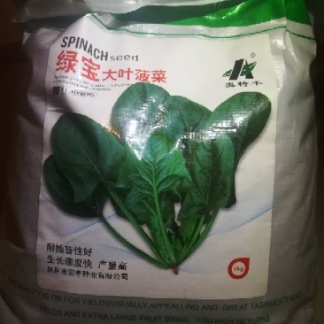 波菜籽
