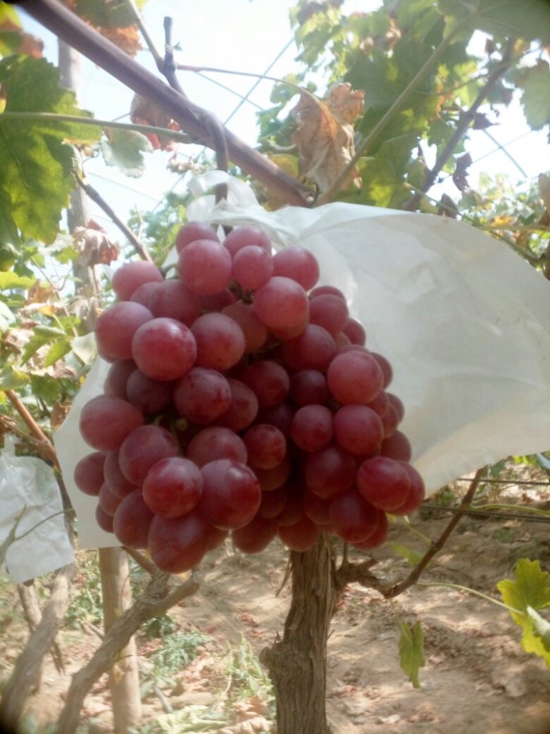 红提葡萄，质优物美口感好