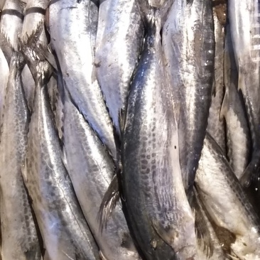马鲛鱼