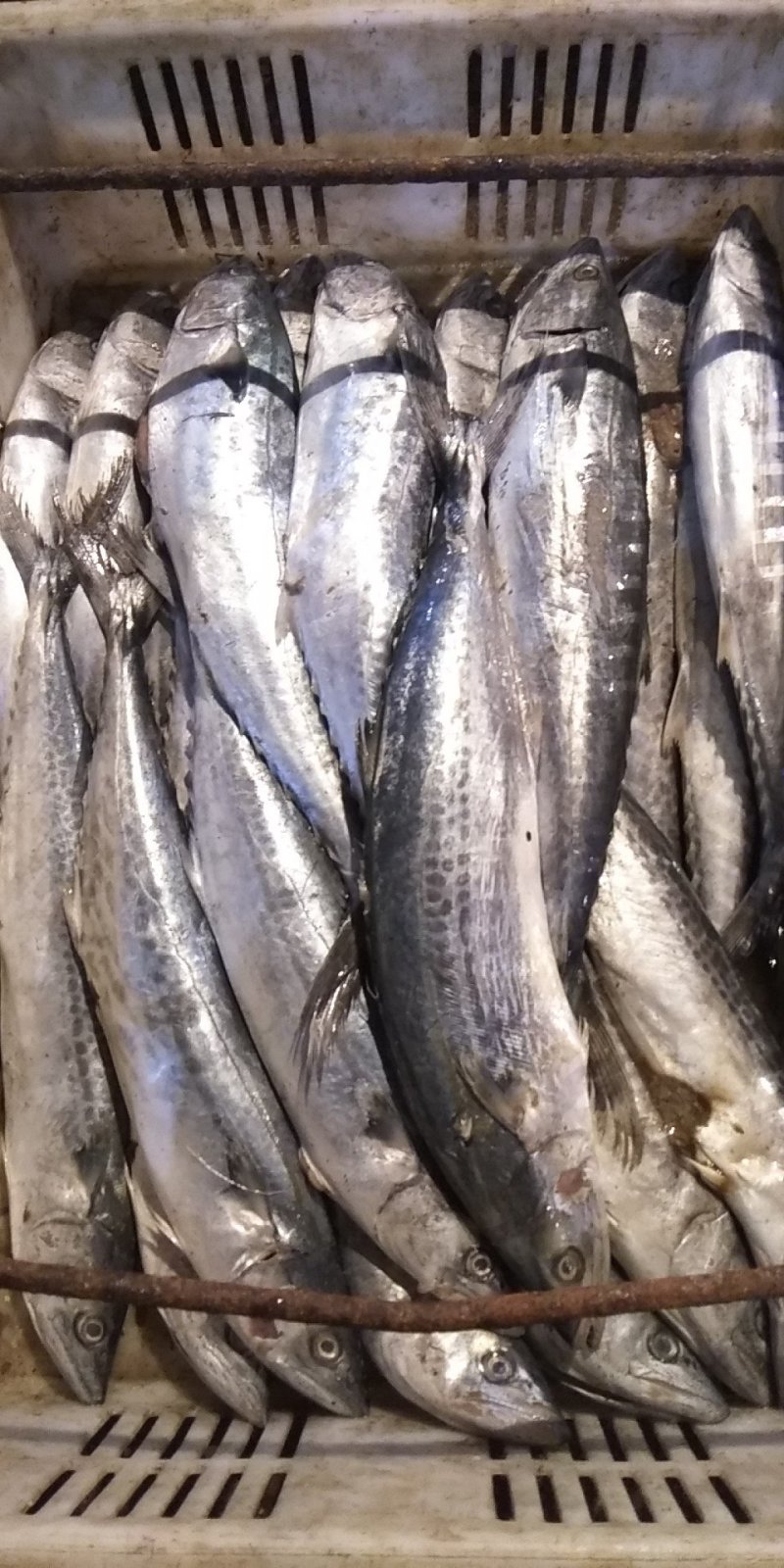 马鲛鱼