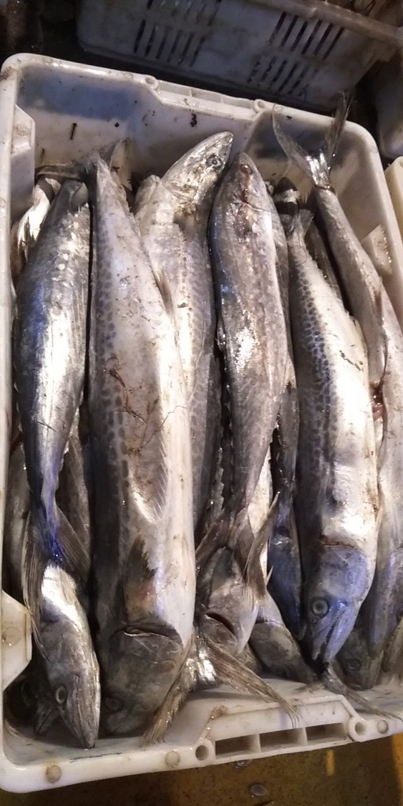 马鲛鱼