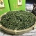雀舌