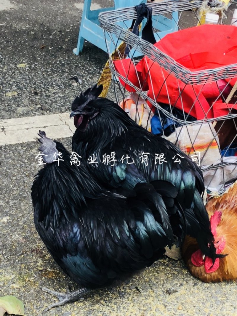 乌骨鸡苗