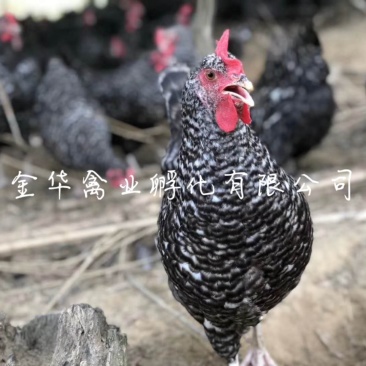 芦花鸡苗