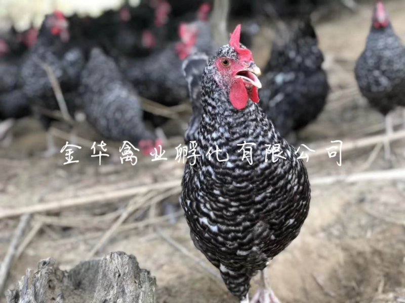芦花鸡苗