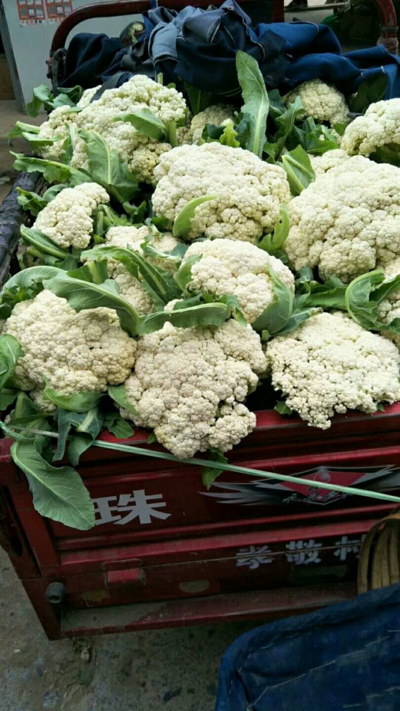 散菜花