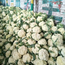 散菜花