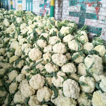 散菜花