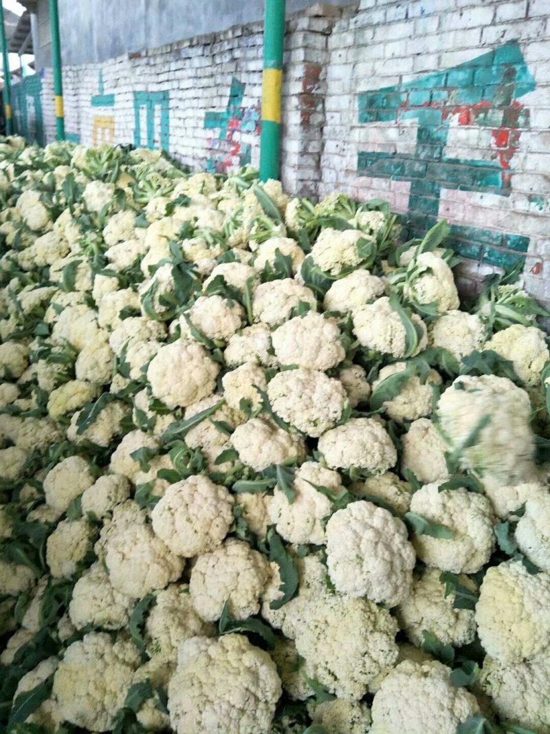散菜花