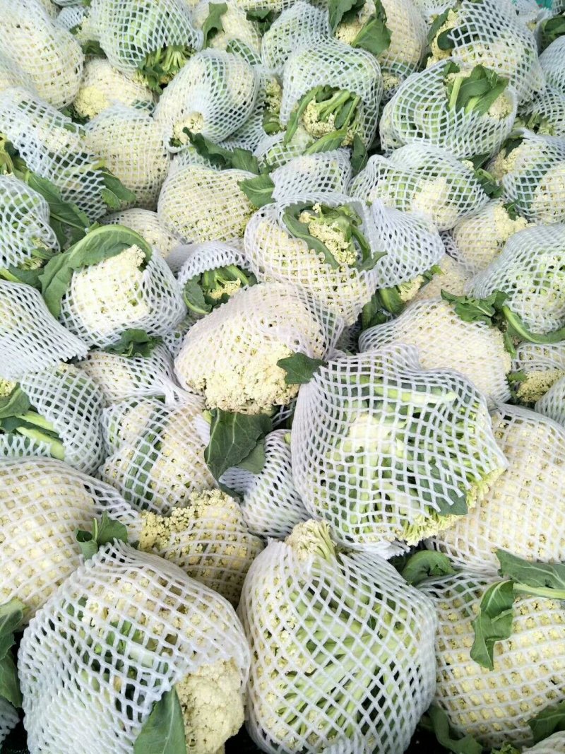散菜花