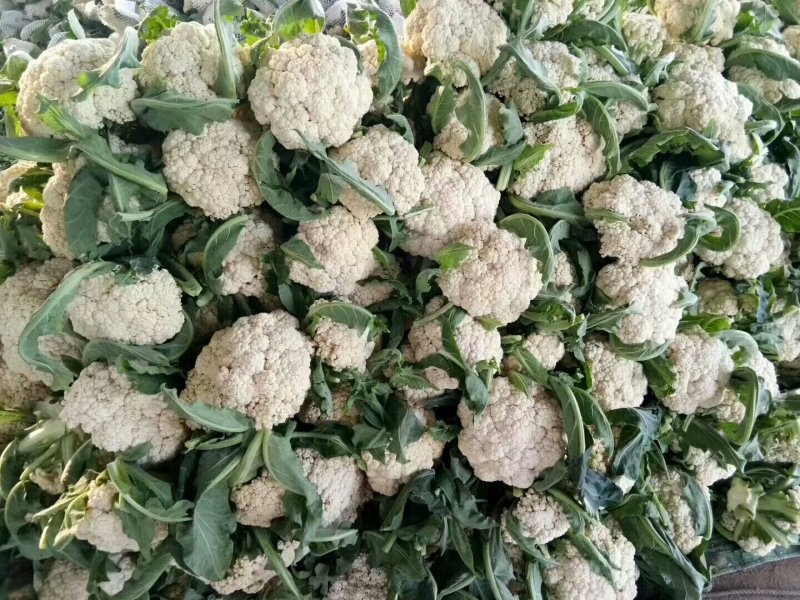散菜花