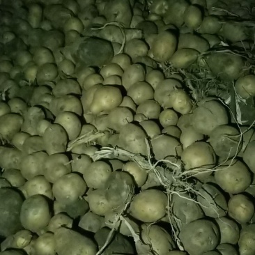 土豆淀粉豆