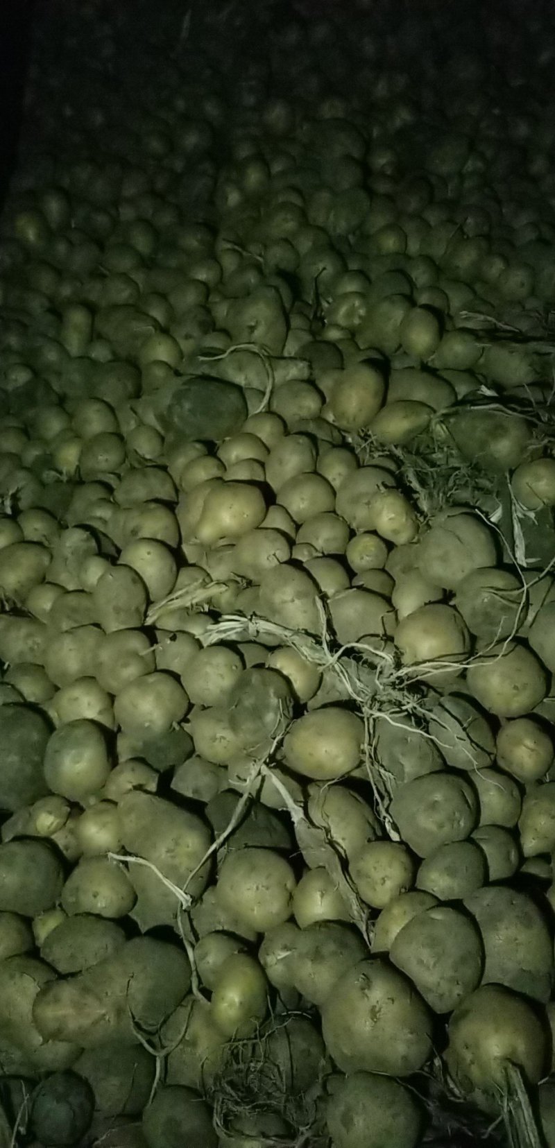土豆淀粉豆