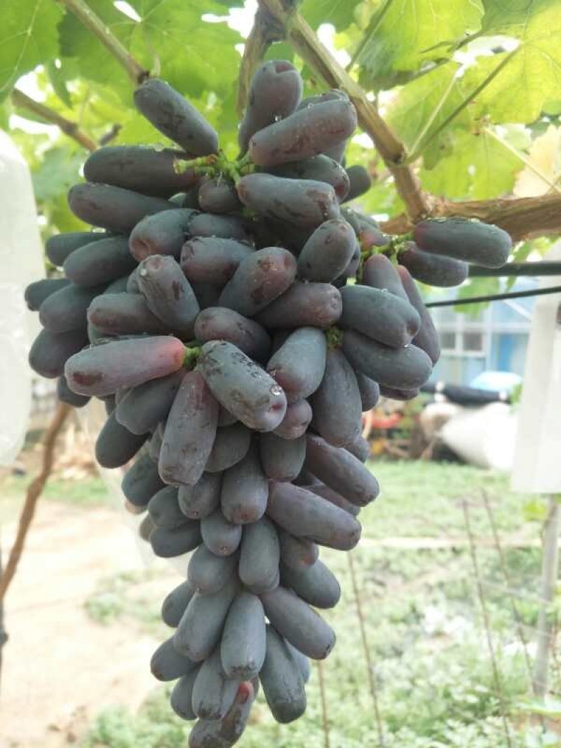 甜蜜蓝宝石葡萄苗