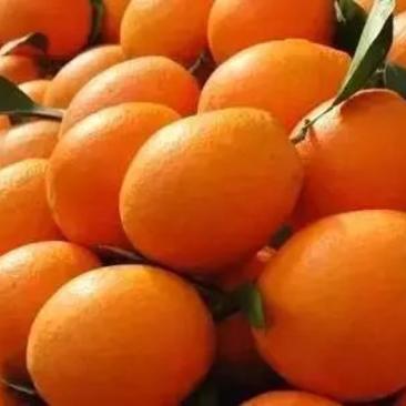 江西特优赣南早熟橙苗，提前上市，无病毒，全程脱毒产量高