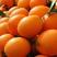 特优选赣南脐橙苗，原产地理标识，无病毒，合同保证欢迎选购