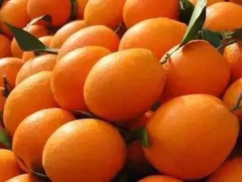 高产特优赣南脐橙纽荷尔橙苗，原产地理标志全程脱毒