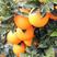 赣南纽荷尔脐橙苗，全程脱毒培育，合同保证纯品种！