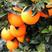 世界名果！赣南脐橙纽荷尔橙苗，全程脱毒产量高，合同品种保