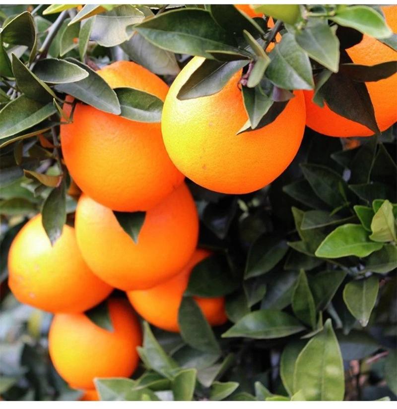 赣南纽荷尔脐橙苗，全程脱毒培育，合同保证纯品种！